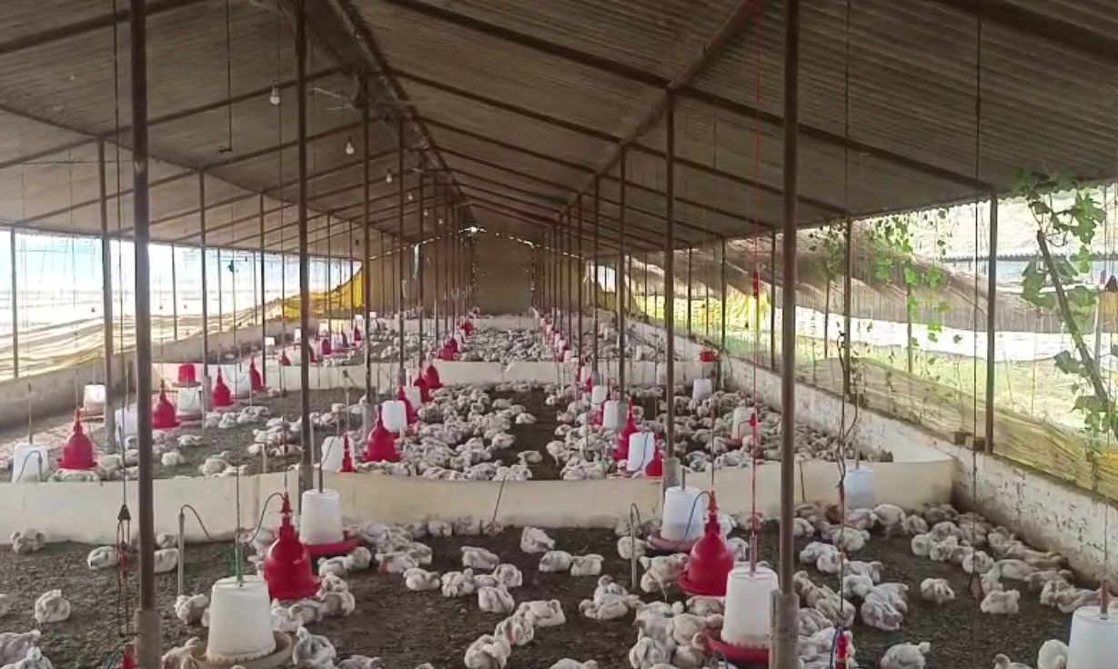 बारात में बज रहे DJ की तेज आवाज से 140 मुर्गियों की मौत, पोल्ट्री फार्म संचालक सदमे में