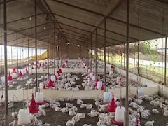 बारात में बज रहे DJ की तेज आवाज से 140 मुर्गियों की मौत, पोल्ट्री फार्म संचालक सदमे में