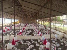 बारात में बज रहे DJ की तेज आवाज से 140 मुर्गियों की मौत, पोल्ट्री फार्म संचालक सदमे में