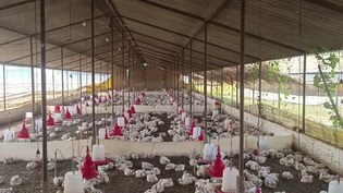 बारात में बज रहे DJ की तेज आवाज से 140 मुर्गियों की मौत, पोल्ट्री फार्म संचालक सदमे में