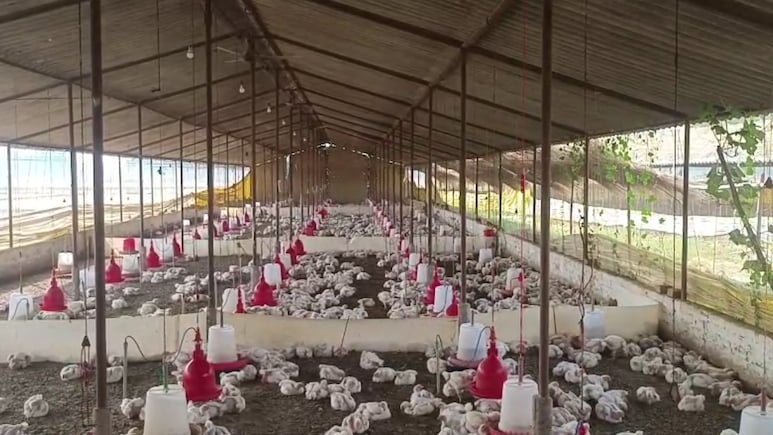 बारात में बज रहे DJ की तेज आवाज से 140 मुर्गियों की मौत, पोल्ट्री फार्म संचालक सदमे में