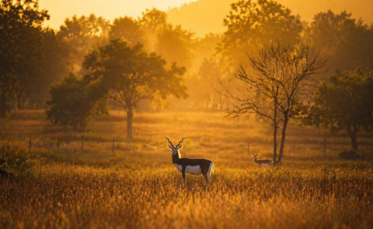 The Art of Baking: From Classic Bread to Artisan Pastries