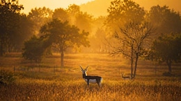 PM Modi Praises Chhattisgarh's Blackbuck Conservation, Chief Minister Reacts