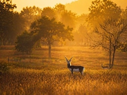 PM Modi Praises Chhattisgarh's Blackbuck Conservation, Chief Minister Reacts