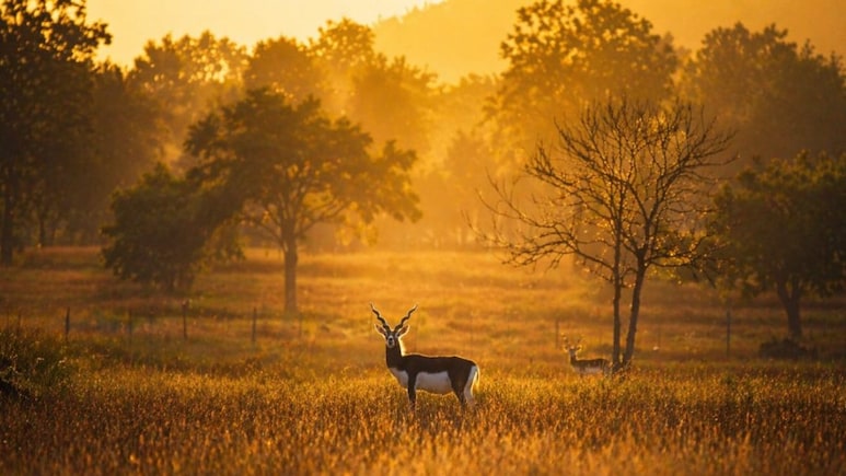 PM Modi Praises Chhattisgarh's Blackbuck Conservation, Chief Minister Reacts