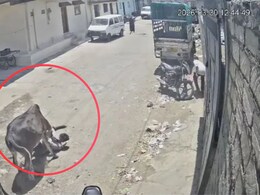VIDEO: बैलाचा तरुणावर जीवघेणा हल्ला! खाली पाडलं, पायाने तुडवून तुडवून मारलं, भयंकर CCTV फुटेज समोर