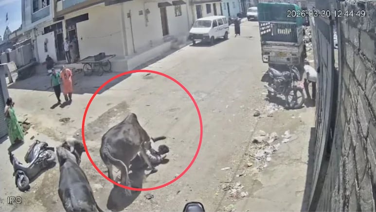 VIDEO: बैलाचा तरुणावर जीवघेणा हल्ला! खाली पाडलं, पायाने तुडवून तुडवून मारलं, भयंकर CCTV फुटेज समोर