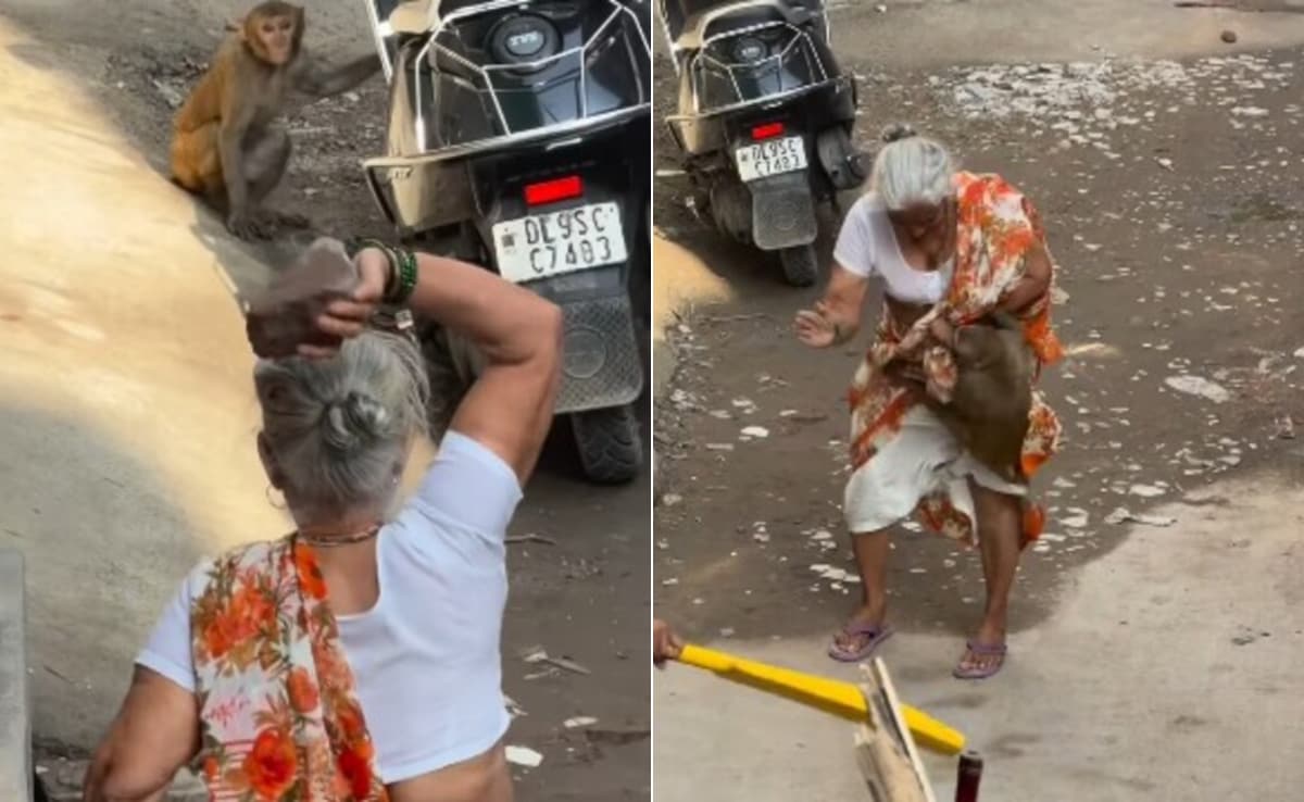 बंदर पर पत्थर फेंकना पड़ा भारी! बुजुर्ग महिला पर किया हमला, वायरल Video पर छिड़ी बहस, आखिर किसकी गलती?