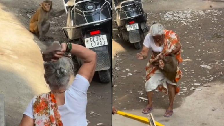 बंदर पर पत्थर फेंकना पड़ा भारी! बुजुर्ग महिला पर किया हमला, वायरल Video पर छिड़ी बहस, आखिर किसकी गलती?