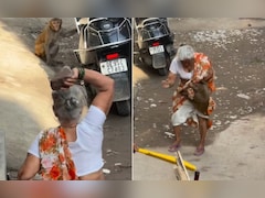 बंदर पर पत्थर फेंकना पड़ा भारी! बुजुर्ग महिला पर किया हमला, वायरल Video पर छिड़ी बहस, आखिर किसकी गलती?