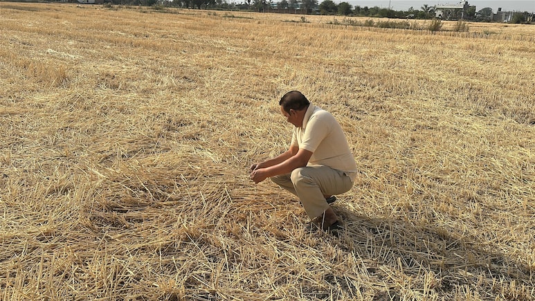 डिजिटल इंडिया की 'मार': MP में सिस्टम ने &lsquo;गेहूं&rsquo; को बताया &lsquo;चना-टमाटर&rsquo;, 3 लाख किसानों का पंजीयन अटका