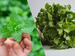 Pudina vs Dhaniya: Which Is Better For Improving Sluggish Summer Digestion?