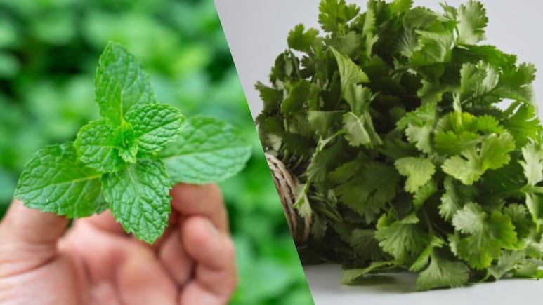Pudina vs Dhaniya: Which Is Better For Improving Sluggish Summer Digestion?