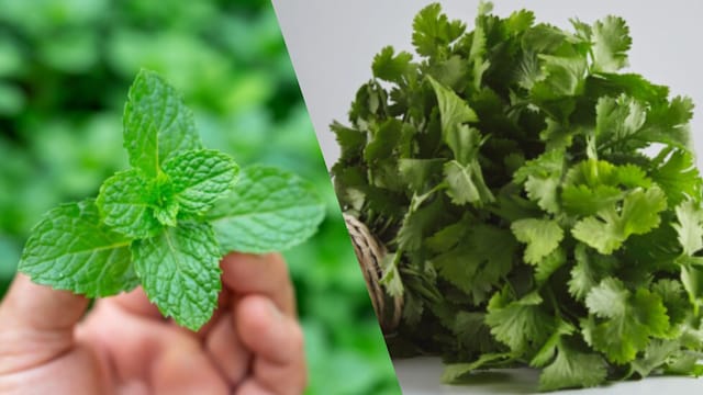 Dhania and pudina are summer colling herbs that offer various health benefits