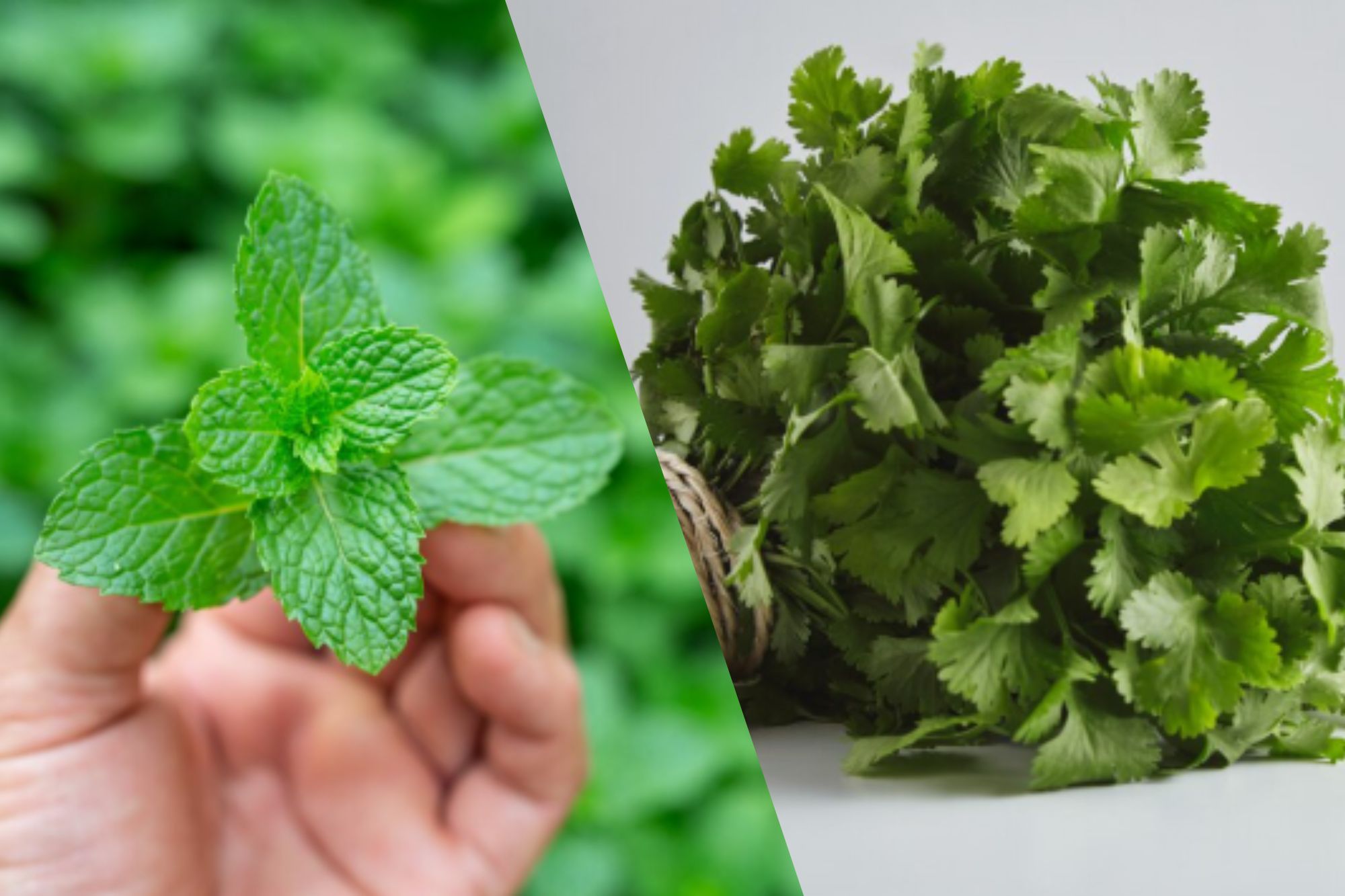 Dhania and pudina are summer colling herbs that offer various health benefits