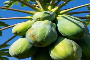 दवा से कम नहीं कच्चा पपीता, इन 5 लोगों को जरूर करना चाहिए सेवन