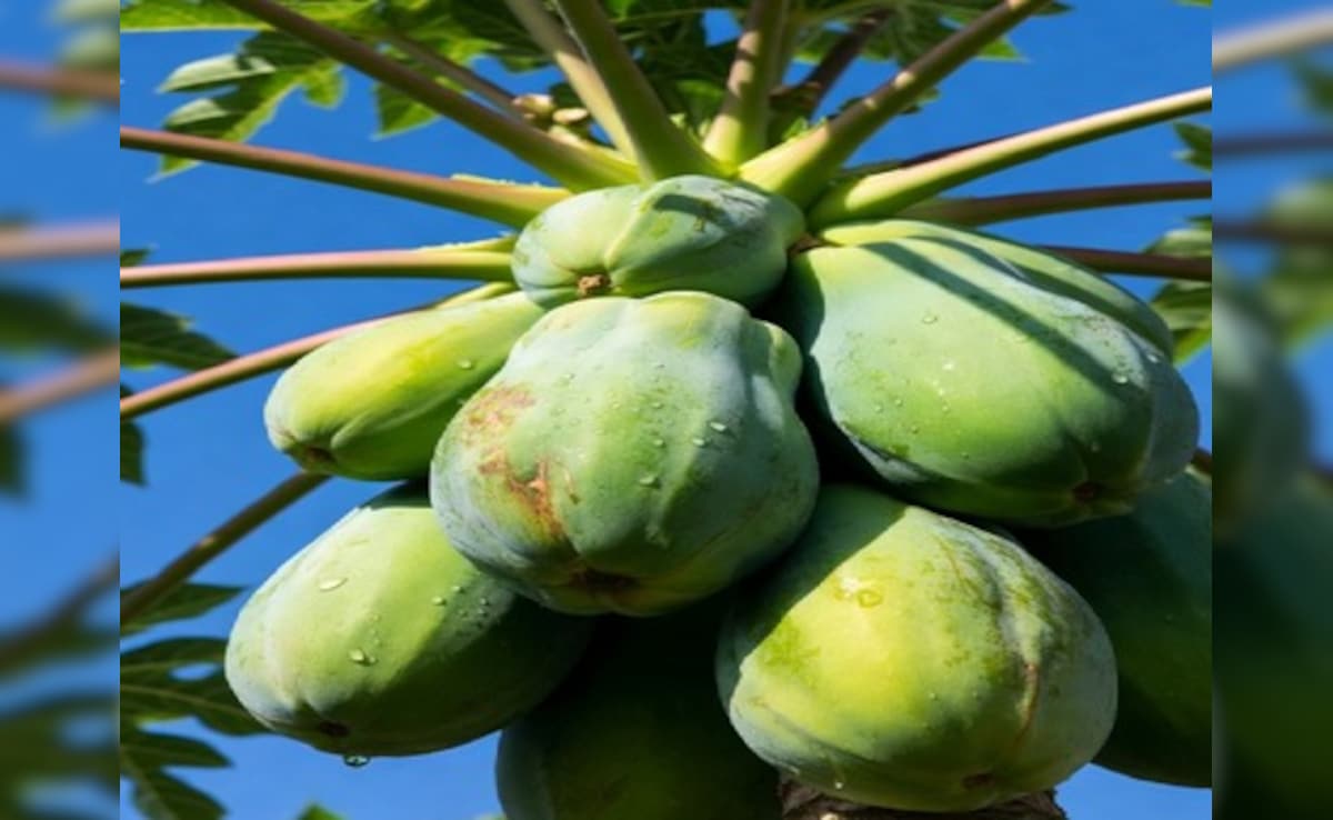 दवा से कम नहीं कच्चा पपीता, इन 5 लोगों को जरूर करना चाहिए सेवन