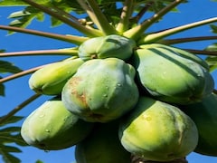 दवा से कम नहीं कच्चा पपीता, इन 5 लोगों को जरूर करना चाहिए सेवन