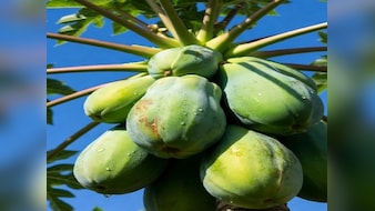 दवा से कम नहीं कच्चा पपीता, इन 5 लोगों को जरूर करना चाहिए सेवन