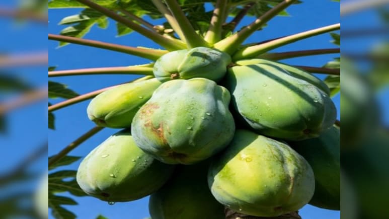 दवा से कम नहीं कच्चा पपीता, इन 5 लोगों को जरूर करना चाहिए सेवन