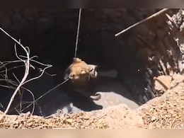 गहरे कुएं में गिरा बब्बर शेर, वन विभाग ने रस्सियों के सहारे ऐसे खींचा बाहर, रोंगटे खड़े कर देगा वीडियो!