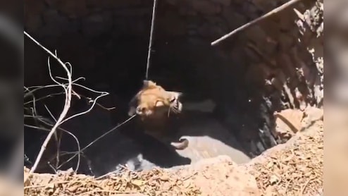 गहरे कुएं में गिरा बब्बर शेर, वन विभाग ने रस्सियों के सहारे ऐसे खींचा बाहर, रोंगटे खड़े कर देगा वीडियो!