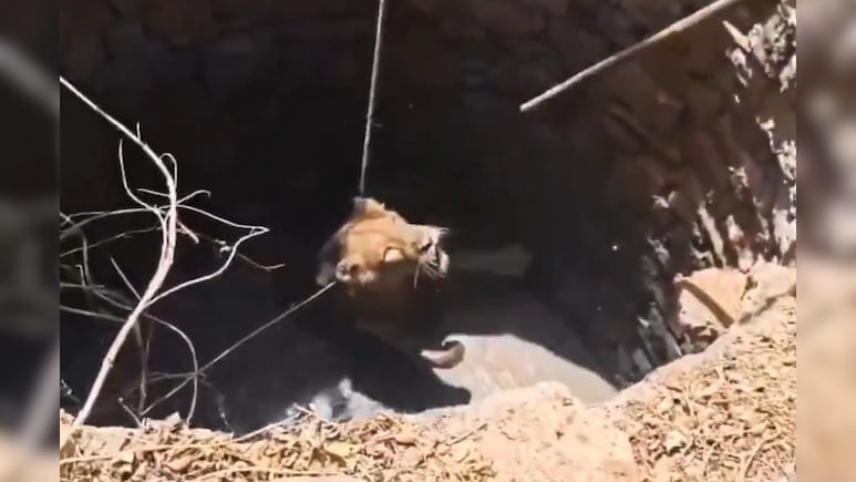 गहरे कुएं में गिरा बब्बर शेर, वन विभाग ने रस्सियों के सहारे ऐसे खींचा बाहर, रोंगटे खड़े कर देगा वीडियो!