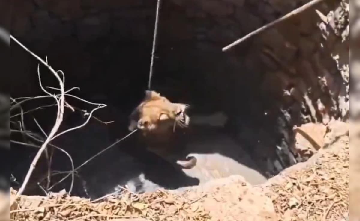 गहरे कुएं में गिरा बब्बर शेर, वन विभाग ने रस्सियों के सहारे ऐसे खींचा बाहर, रोंगटे खड़े कर देगा वीडियो!