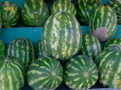 धारीदार या सादा तरबूज, गर्मियों में कौन सा चुनें? जानिए सही तरबूज कैसे चुनें?