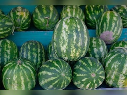 धारीदार या सादा तरबूज, गर्मियों में कौन सा चुनें? जानिए सही तरबूज कैसे चुनें?