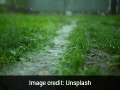 New Study Reveals That Plants Can Sense Sound Of Rain