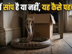Home Safety Tips : घर में अचानक दिखें ये 5 चीजें? समझ जाएं, आसपास हो सकता है सांप