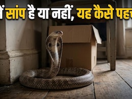 घर में अचानक दिखें ये 5 चीजें? समझ जाएं, आसपास हो सकता है सांप