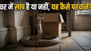 घर में अचानक दिखें ये 5 चीजें? समझ जाएं, आसपास हो सकता है सांप
