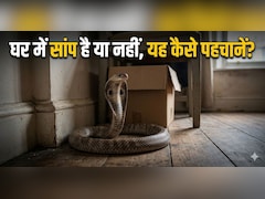 घर में अचानक दिखें ये 5 चीजें? समझ जाएं, आसपास हो सकता है सांप