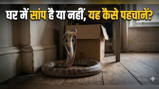 घर में अचानक दिखें ये 5 चीजें? समझ जाएं, आसपास हो सकता है सांप