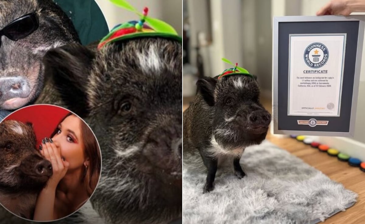 ​ये सुअर नहीं, चलता-फिरता सेलिब्रिटी है! गिनीज वर्ल्ड रिकॉर्ड जीतकर बना सोशल मीडिया का असली 'बादशाह'