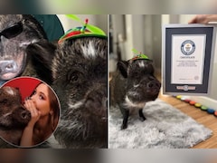 ​ये सुअर नहीं, चलता-फिरता सेलिब्रिटी है! गिनीज वर्ल्ड रिकॉर्ड जीतकर बना सोशल मीडिया का असली 'बादशाह'