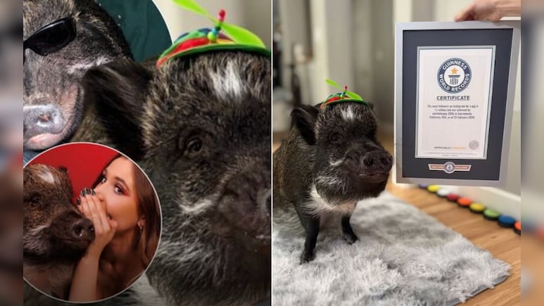 ​ये सुअर नहीं, चलता-फिरता सेलिब्रिटी है! गिनीज वर्ल्ड रिकॉर्ड जीतकर बना सोशल मीडिया का असली 'बादशाह'