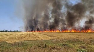 पहले ओले-बारिश ने तोड़ी कमर, अब बिहार में आग ने जलाए किसानों के अरमान, 250 बीघा फसल राख