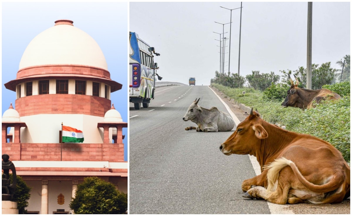 सड़कों से आवारा पशुओं को हटाने का मामला पहुंचा अदालत,  सुप्रीम कोर्ट ने केंद्र से मांगा जवाब
