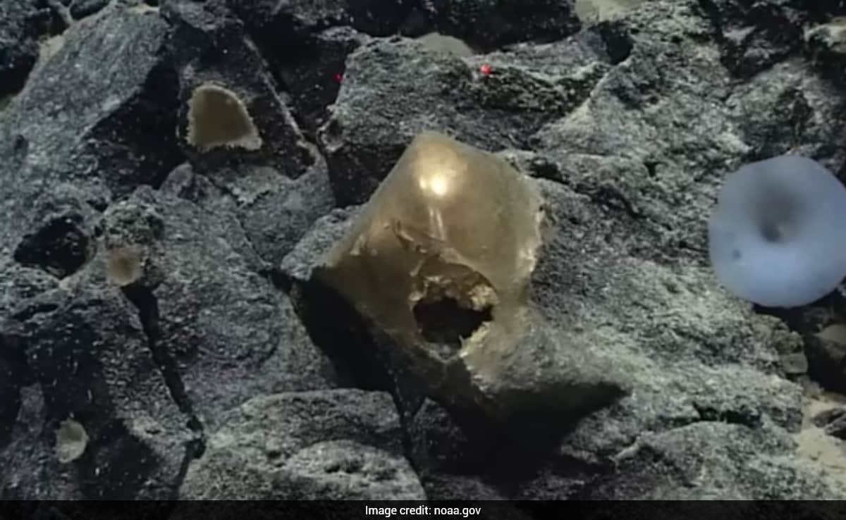 समुद्र की गहराई में मिला 'रहस्यमयी अंडा', क्या एलियंस का था कनेक्शन? वैज्ञानिकों ने अब जाकर सुलझाई गुत्थी!