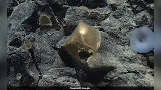 समुद्र की गहराई में मिला 'रहस्यमयी अंडा', क्या एलियंस का था कनेक्शन? वैज्ञानिकों ने अब जाकर सुलझाई गुत्थी!