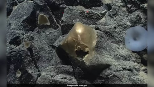समुद्र की गहराई में मिला 'रहस्यमयी अंडा', क्या एलियंस का था कनेक्शन? वैज्ञानिकों ने अब जाकर सुलझाई गुत्थी!