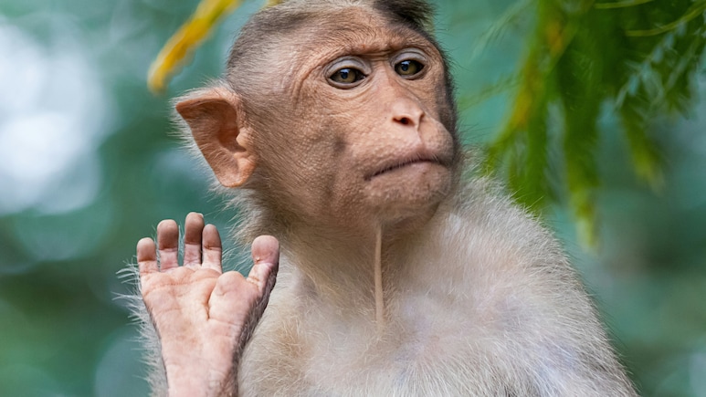 Maharashtra Government Doubles Compensation For Capturing Monkeys