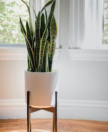 7 Reasons Why Snake Plant Is The Best House Plant