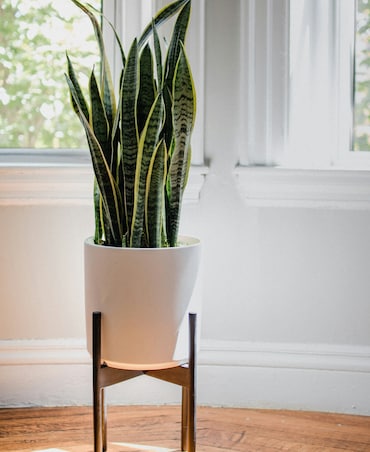 7 Reasons Why Snake Plant Is The Best House Plant