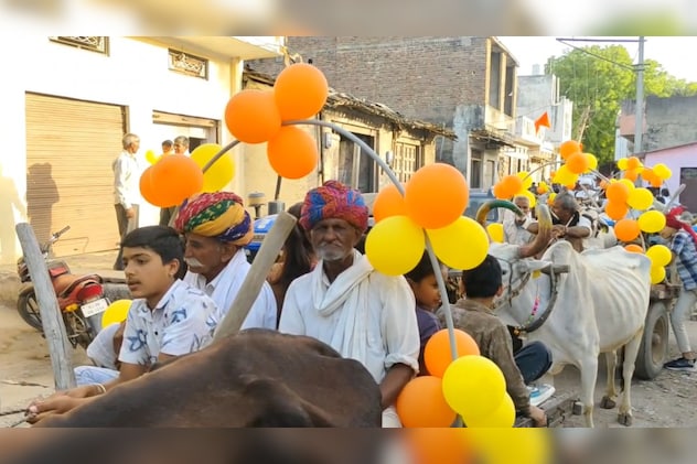 25 बैलगाड़ियों पर निकली बछड़े की बारात