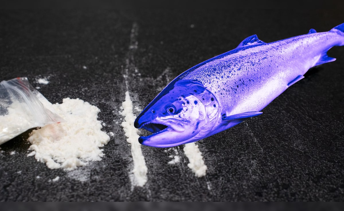 कोकीन चाटने वाली मछलियां दोगुना दूरी तक तैरती हैं! समझें नई स्टडी का यह खुलासा डरावना क्यों है