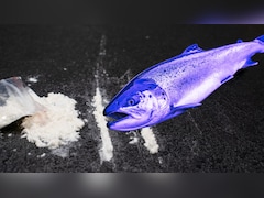 कोकीन चाटने वाली मछलियां दोगुना दूरी तक तैरती हैं! समझें नई स्टडी का यह खुलासा डरावना क्यों है